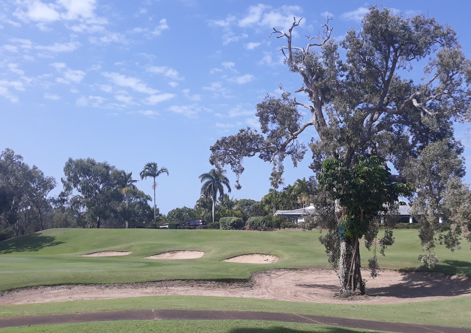 Original phone photo of a gnarled tree guarding the bunkers at Capricorn Resort