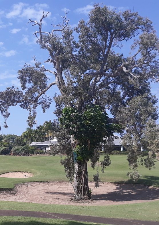 Original phone photo of hole 18 at Capricorn Resort
