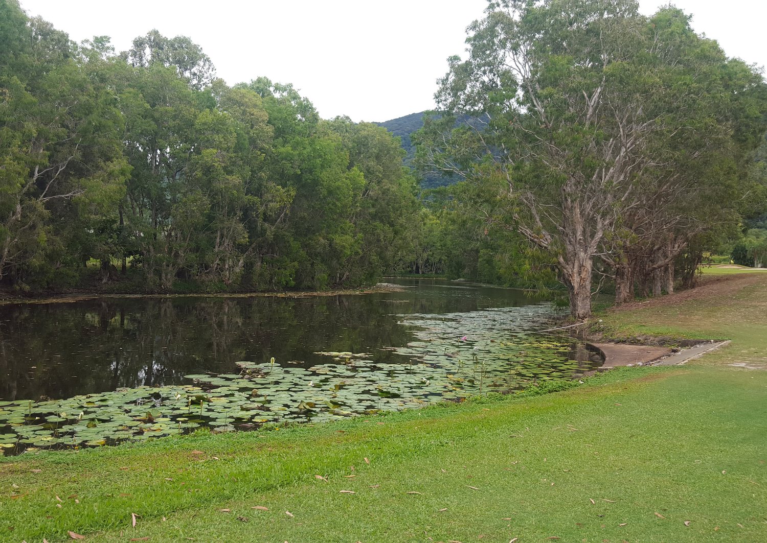 Original phone photo of the lily pond on hole 3 at Coral Coast