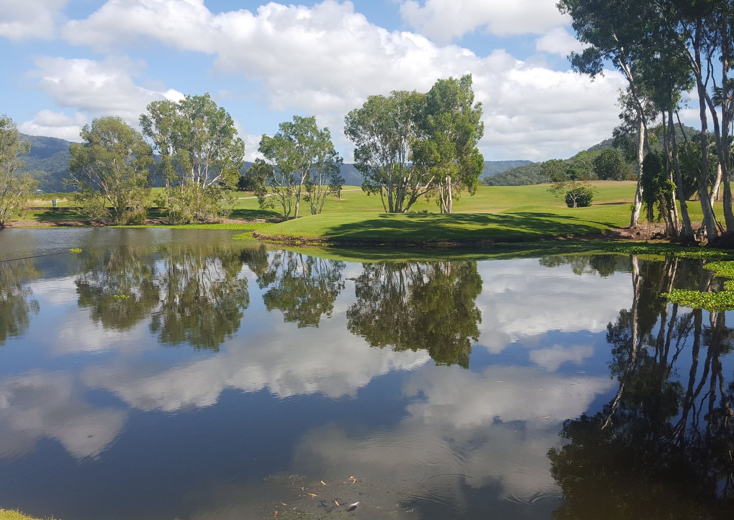 Original phone photo of trees and clouds reflected in the lake at Half Moon Bay