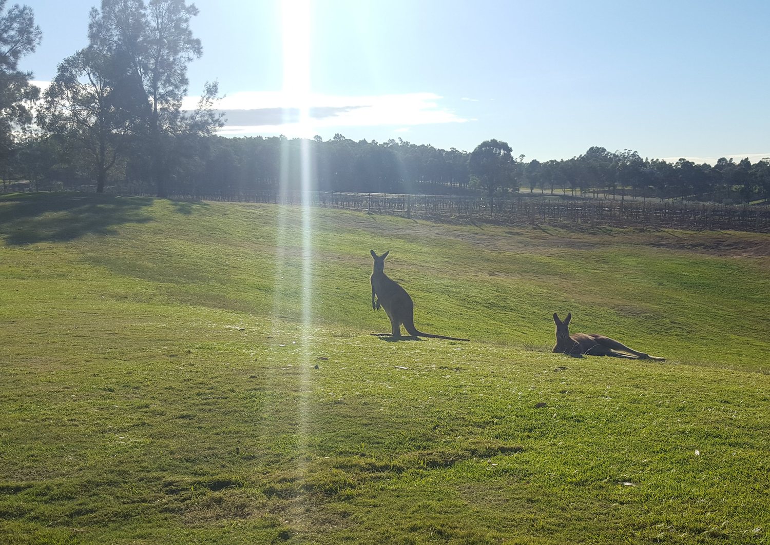 Original phone photo of kangaroos resting on a fairway at sunset in the Hunter Valley