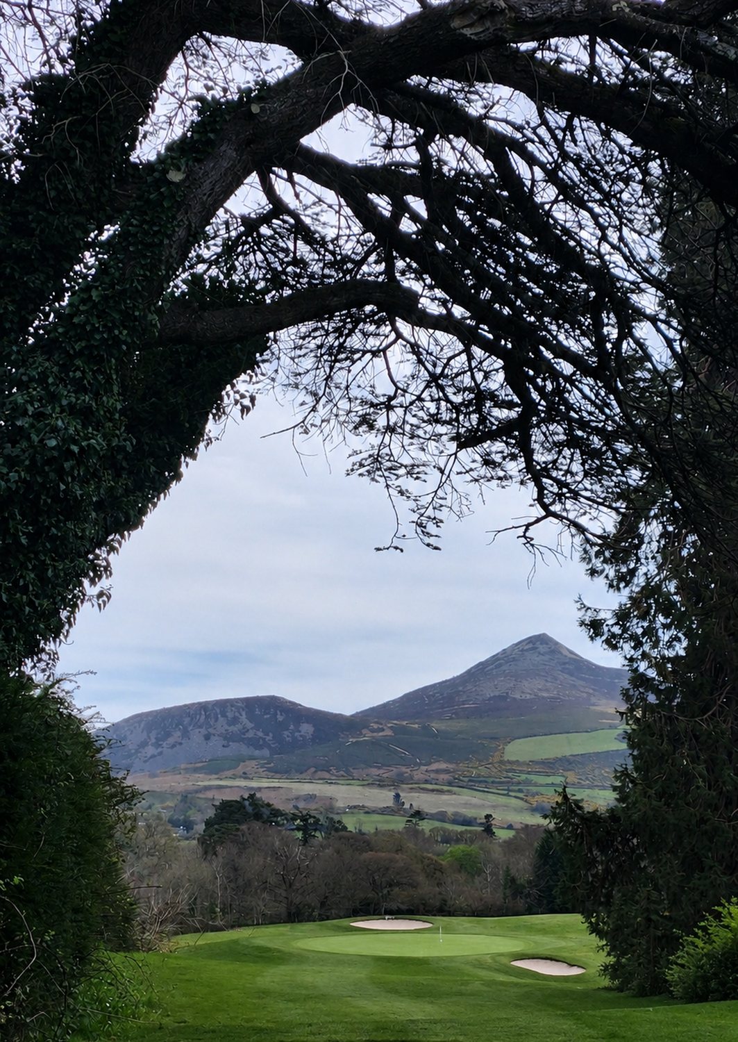 Original phone photo of a fairway framed by an ivy-covered arch in Ireland