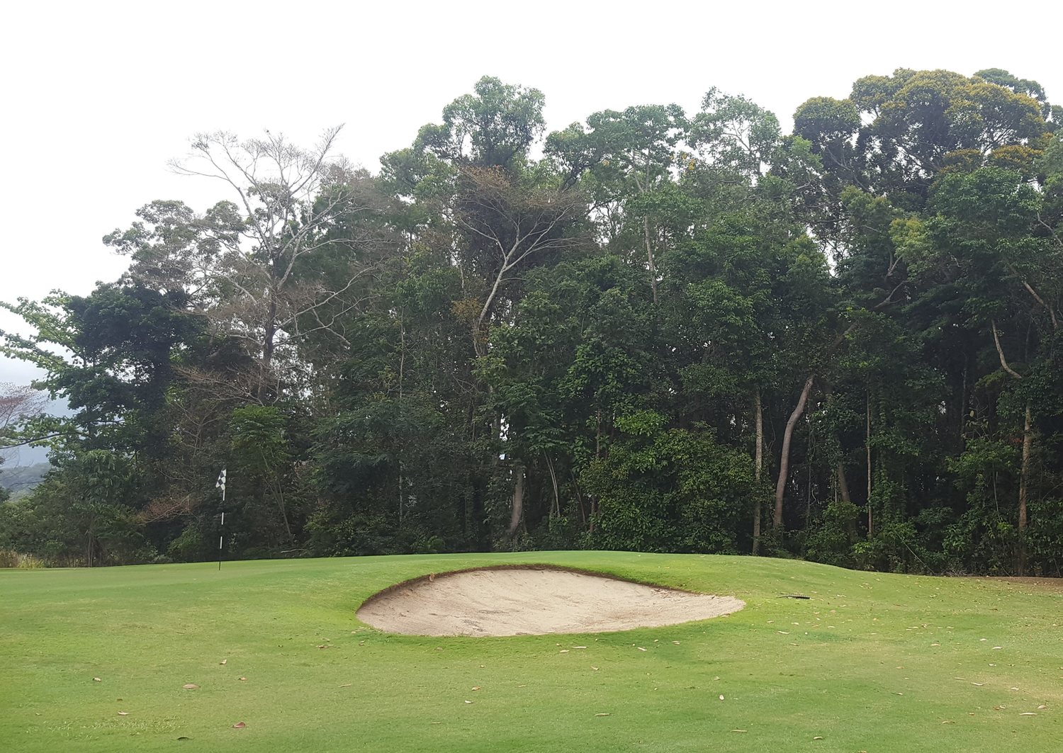 Original phone photo of a bunker beneath the rainforest at Mossman