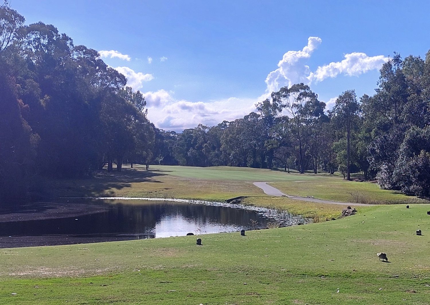 Original phone photo of the pond and cart path at Noosa