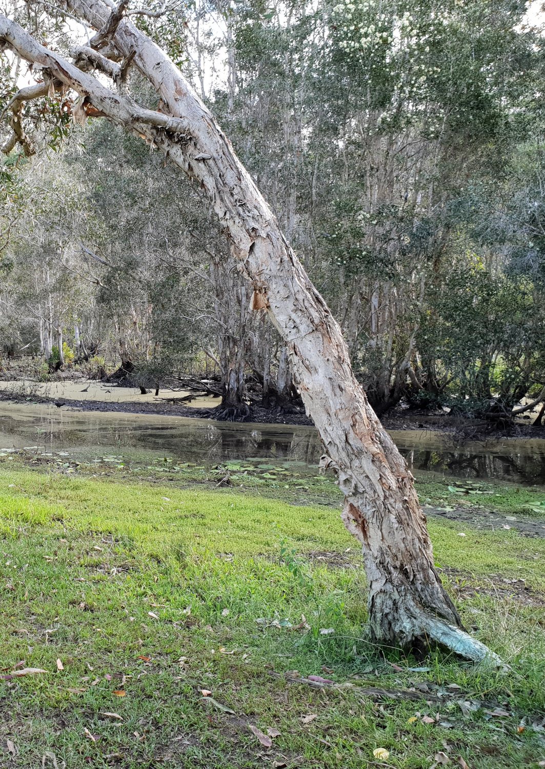 Original phone photo of a leaning paperbark beside the water at Noosa