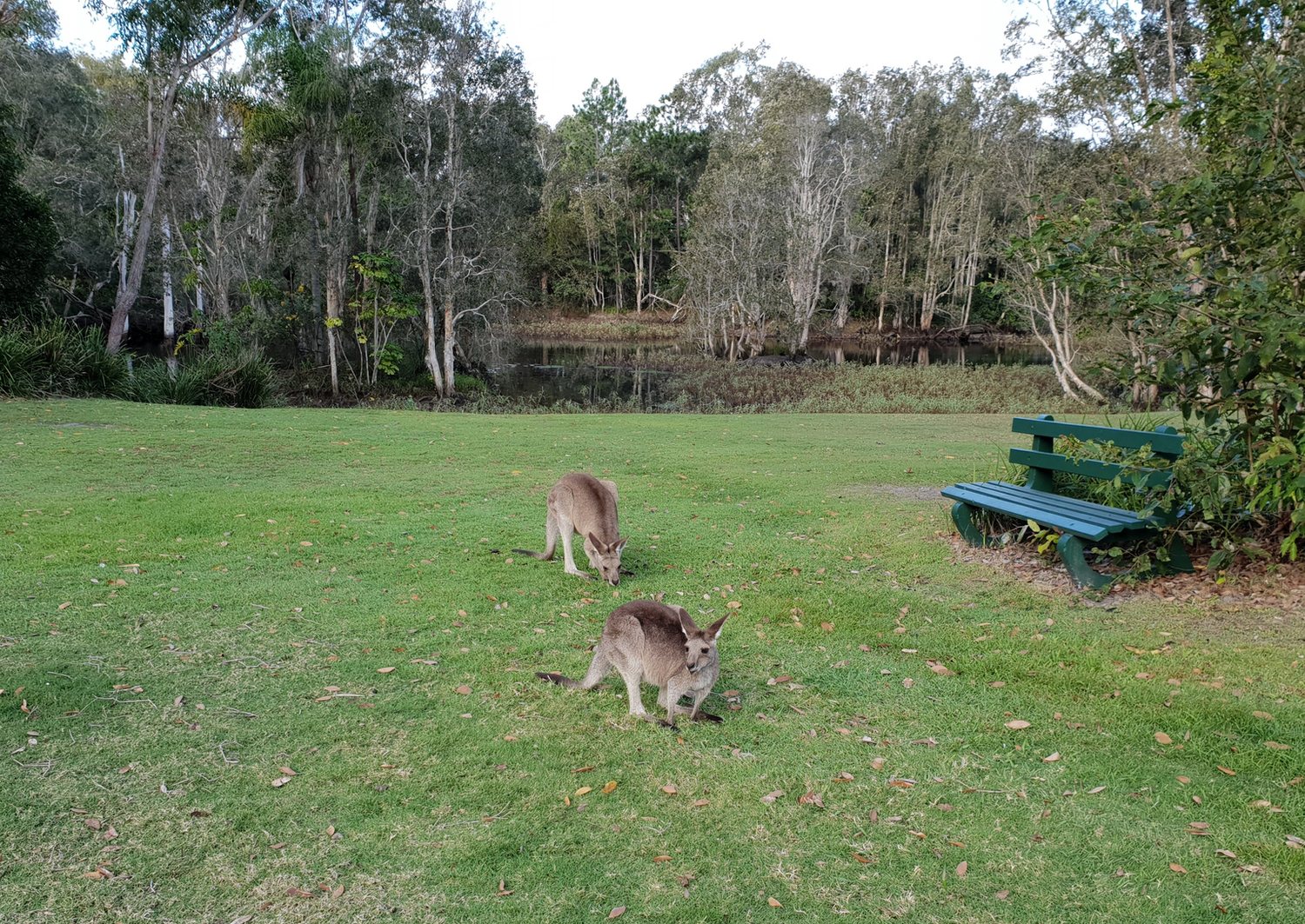Original phone photo of kangaroos grazing near a bench at Noosa