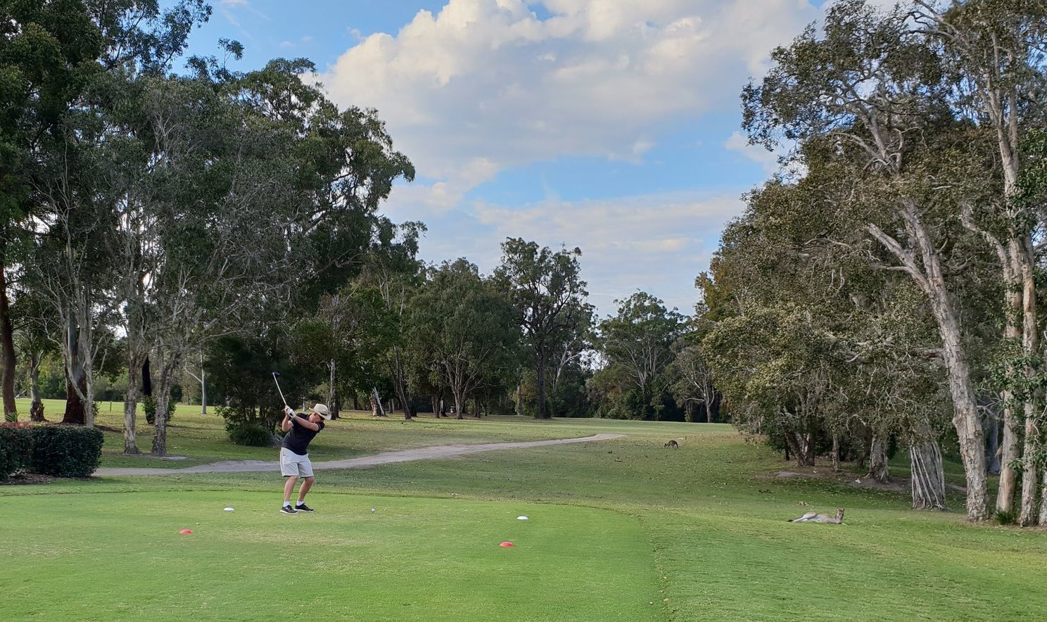 Original photo of a golfer teeing off watched by kangaroos